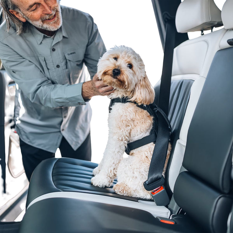Thule Cappy Dog Car Harness – A&L Cycle - Brandon Manitoba